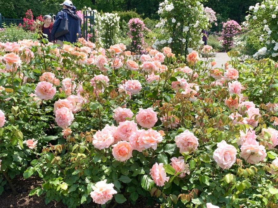 IMG_8467.jpg?type=w966