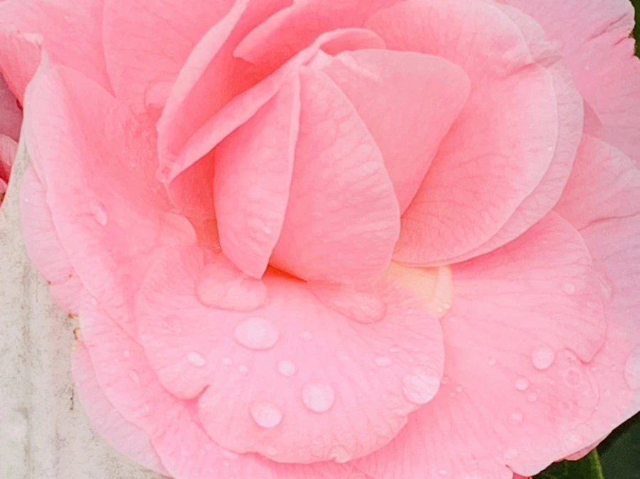 IMG_1435.jpg?type=w966