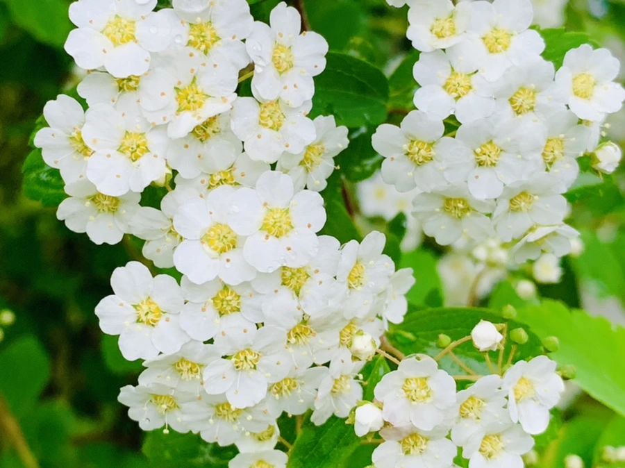 IMG_9290.jpg?type=w966