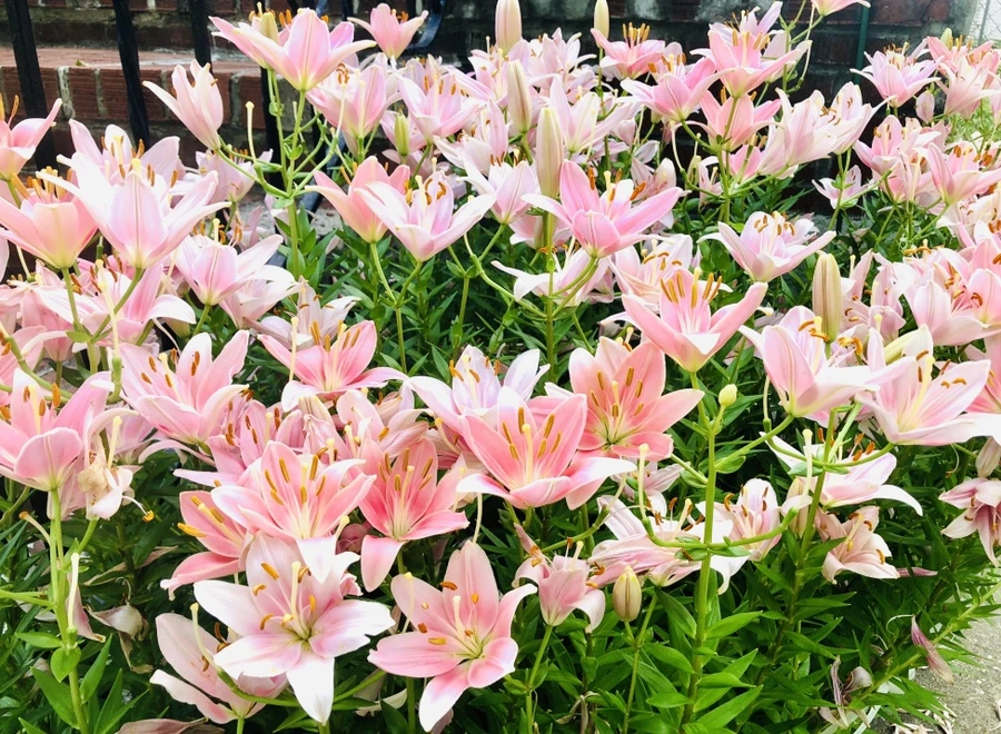 IMG_0988.jpg?type=w966