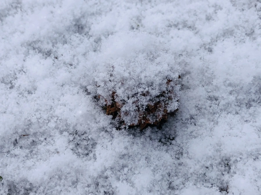 IMG_4490.jpg?type=w966