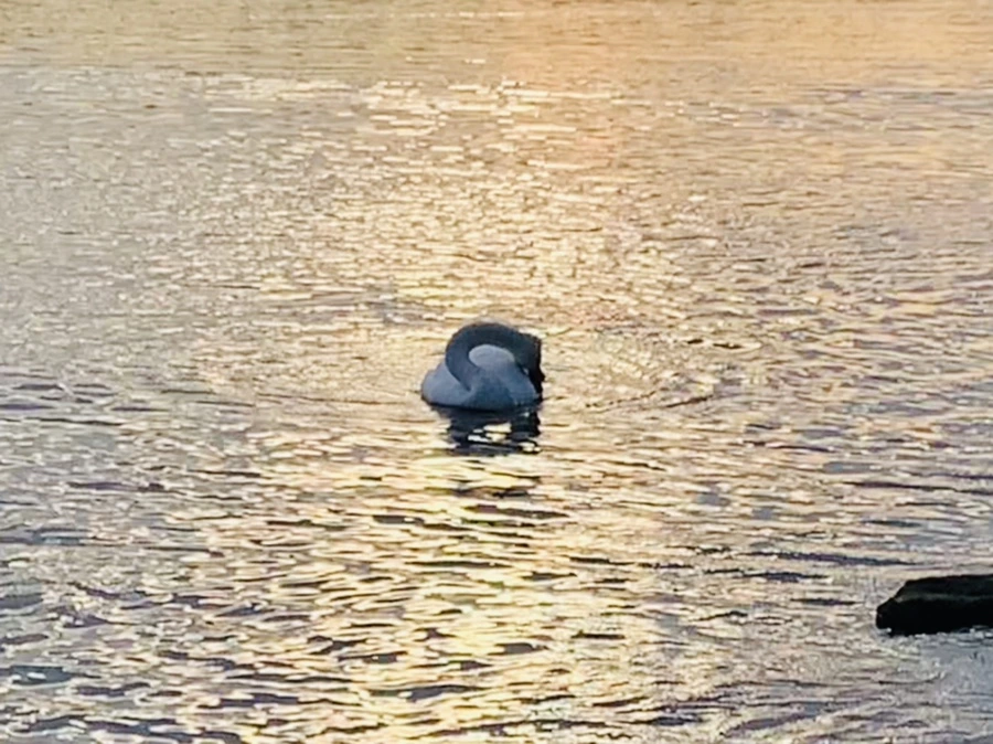 IMG_1428.jpg?type=w966