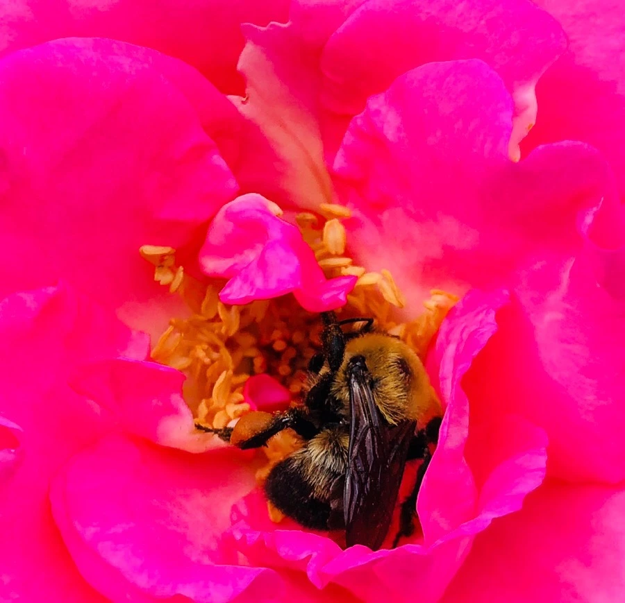 IMG_7866.jpg?type=w966