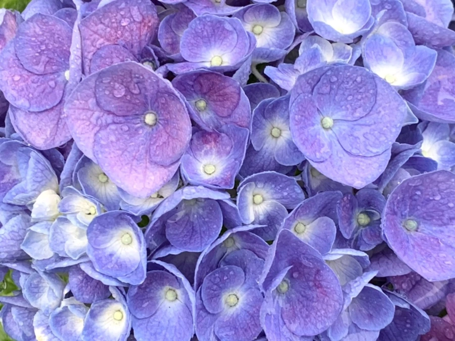 IMG_6190.jpg?type=w966