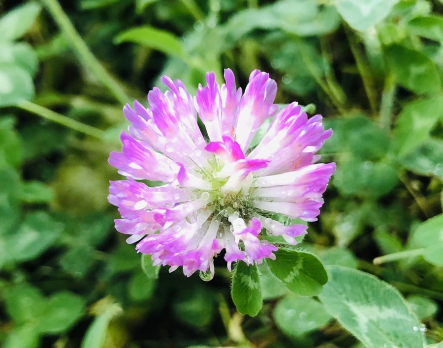 IMG_8177.jpg?type=w966