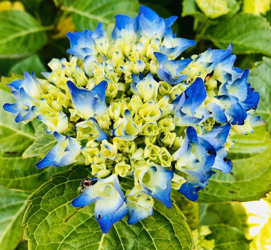 IMG_8361.jpg?type=w966