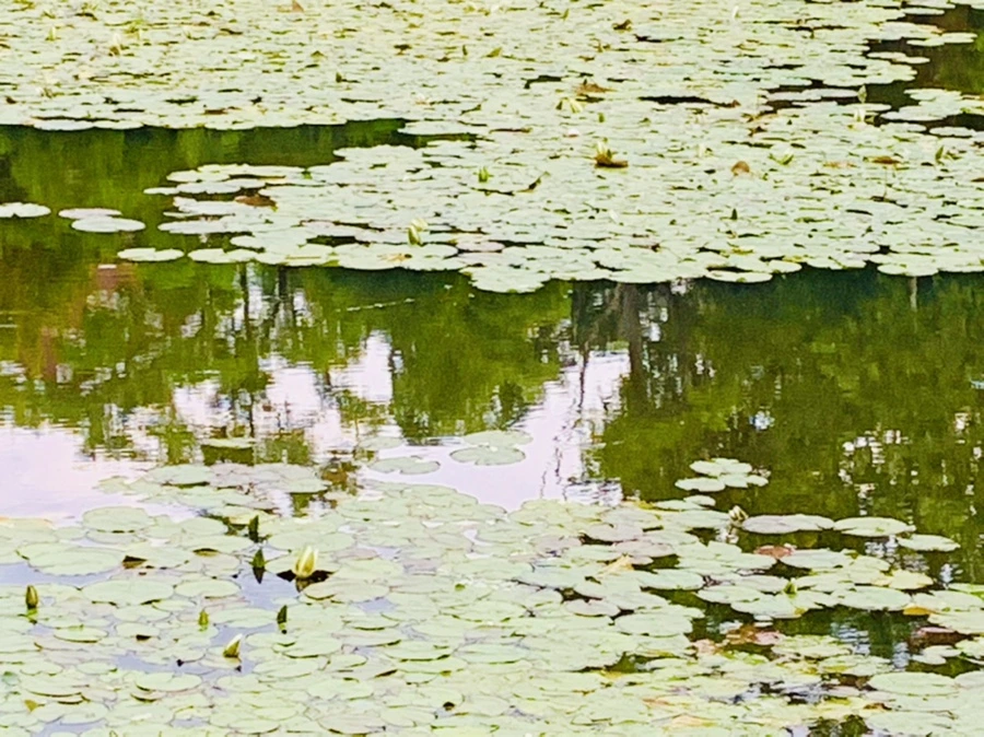 IMG_2999.jpg?type=w966