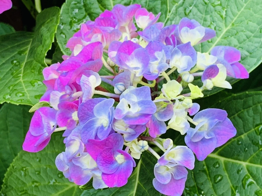 IMG_5888.jpg?type=w966