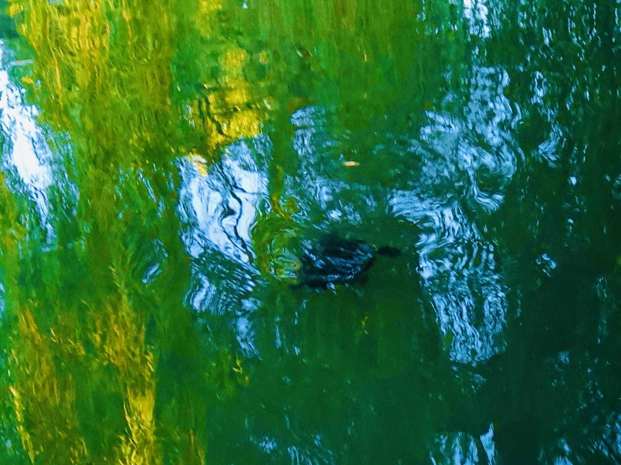 IMG_2588.jpg?type=w966