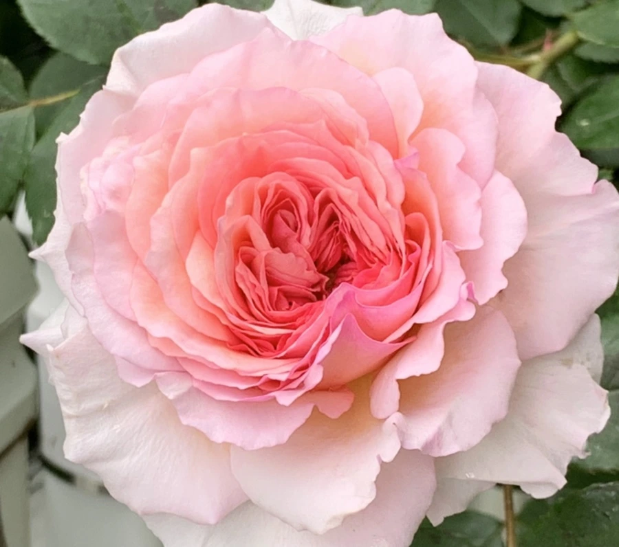 IMG_6029.jpg?type=w966