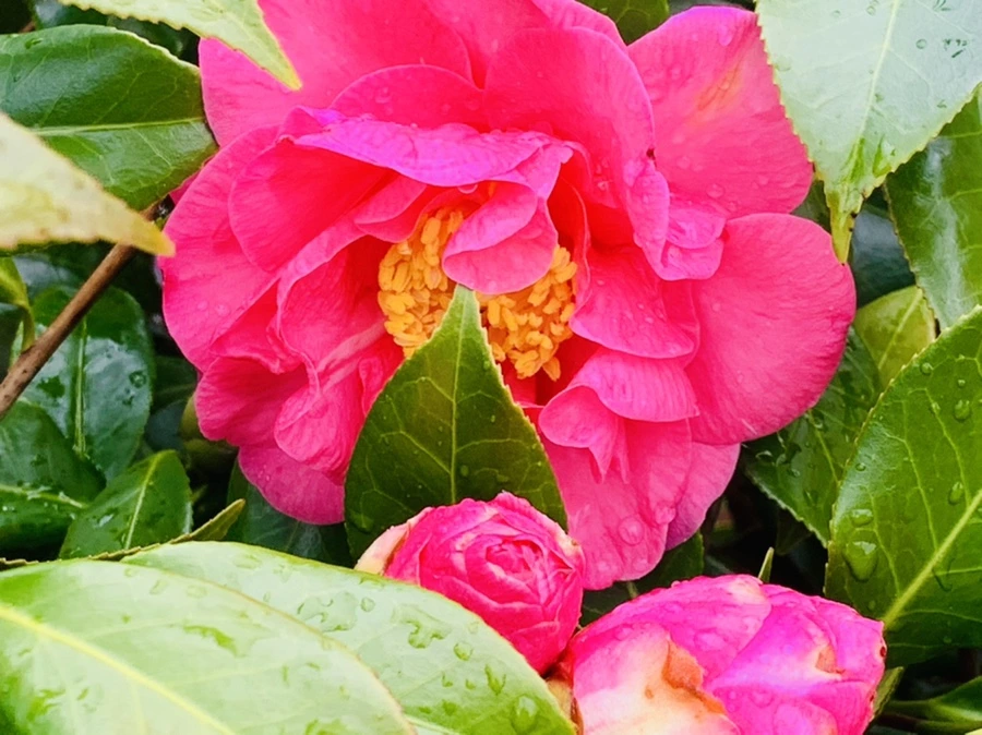 IMG_6258.jpg?type=w966