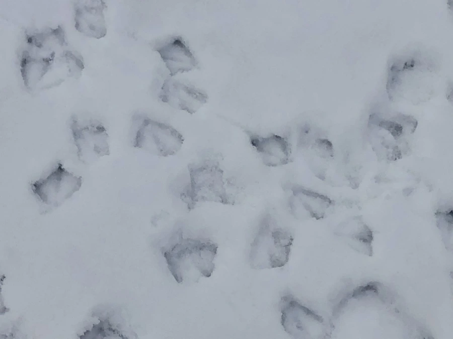 IMG_2547.jpg?type=w966