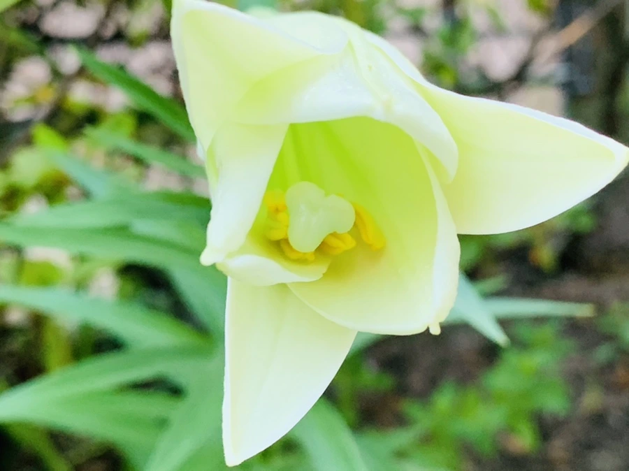 IMG_8310.jpg?type=w966