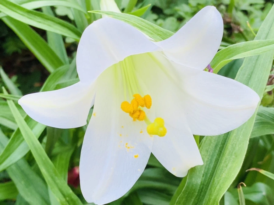 IMG_8296.jpg?type=w966