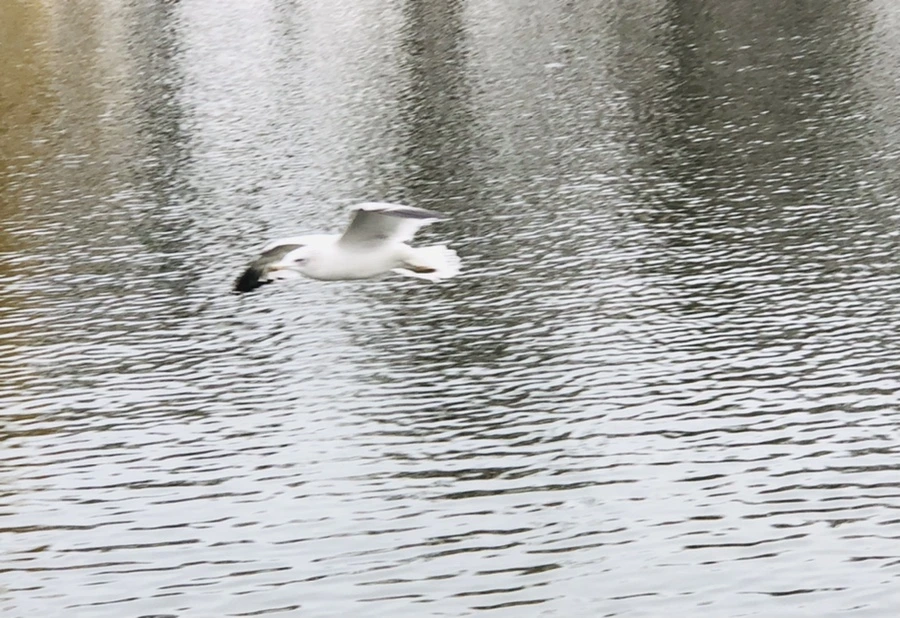 IMG_3315.jpg?type=w966