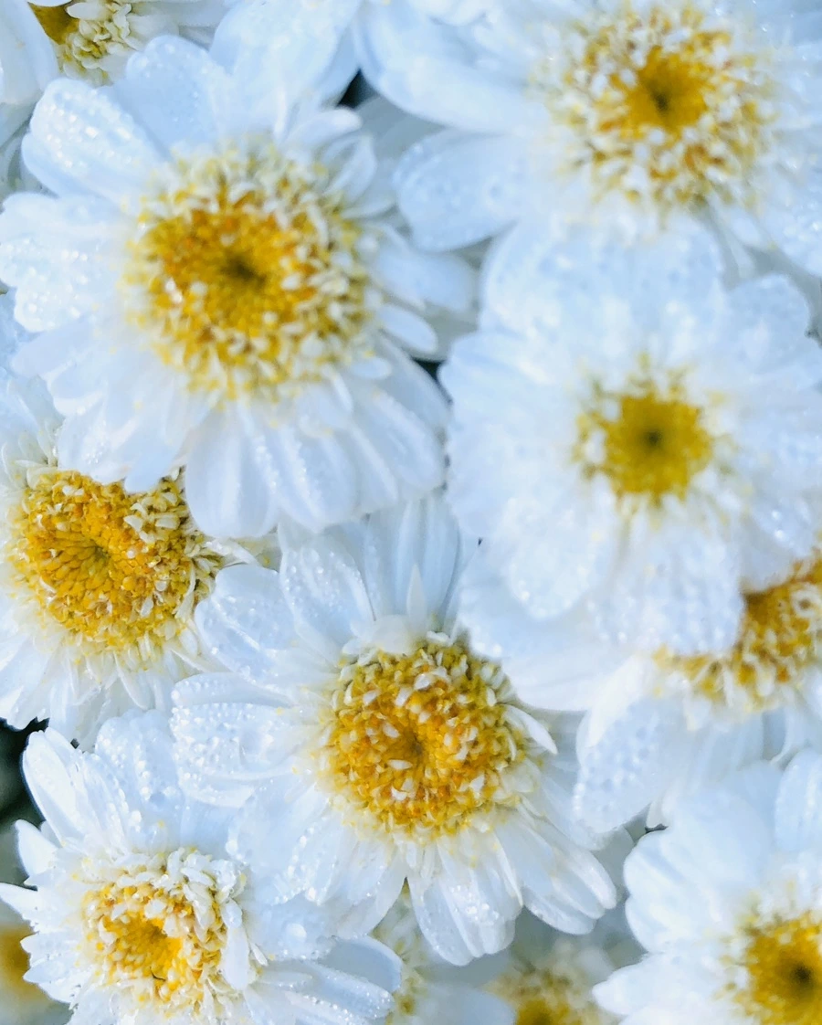 IMG_9067.jpg?type=w966