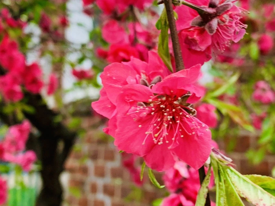 IMG_8115.jpg?type=w966