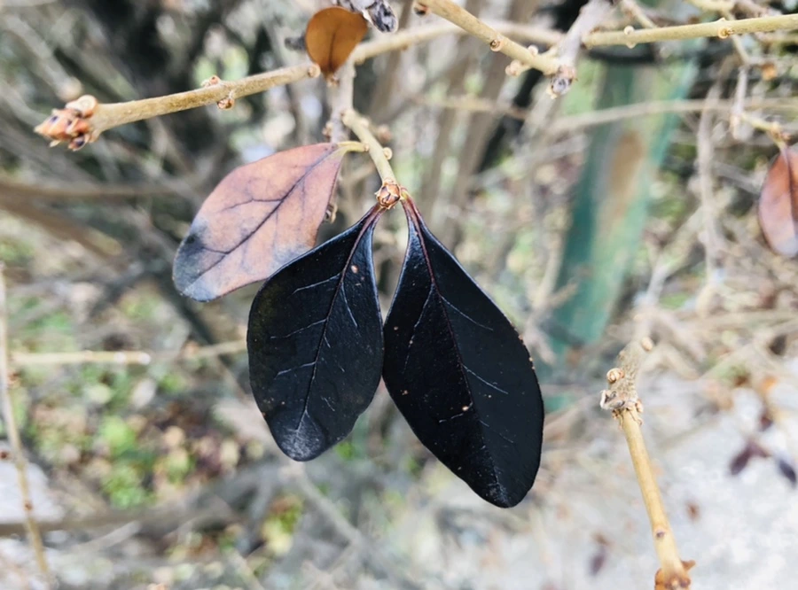 IMG_6356.jpg?type=w966