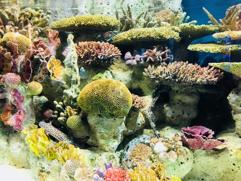 IMG_E1499.JPG?type=w966