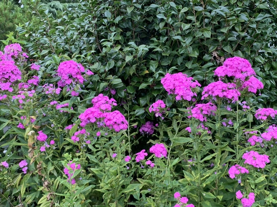 IMG_5093.jpg?type=w966