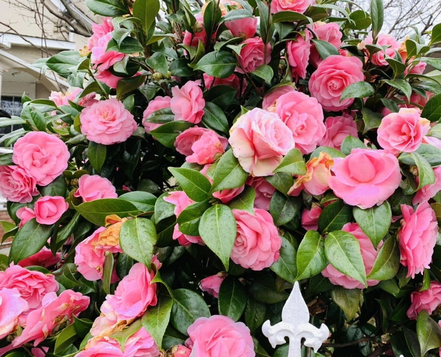 IMG_1392.jpg?type=w966