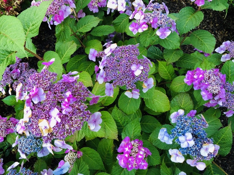 IMG_0532.jpg?type=w966