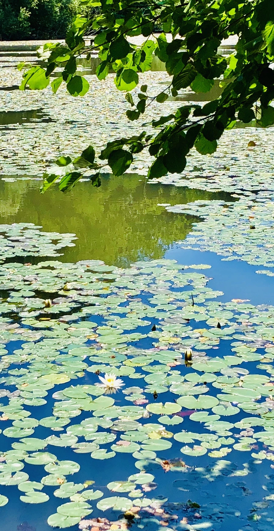 IMG_9712.jpg?type=w966