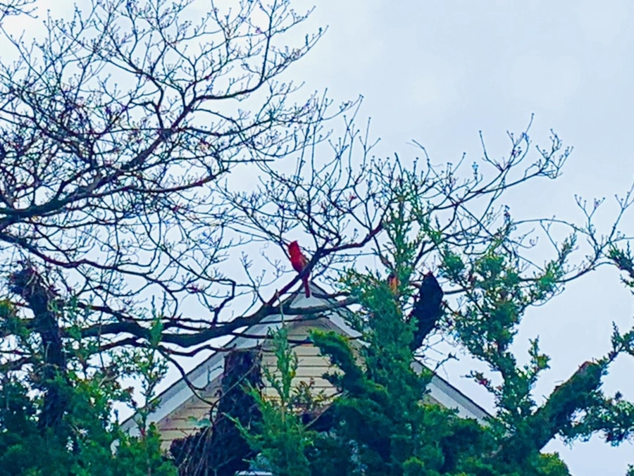 IMG_6128.jpg?type=w966