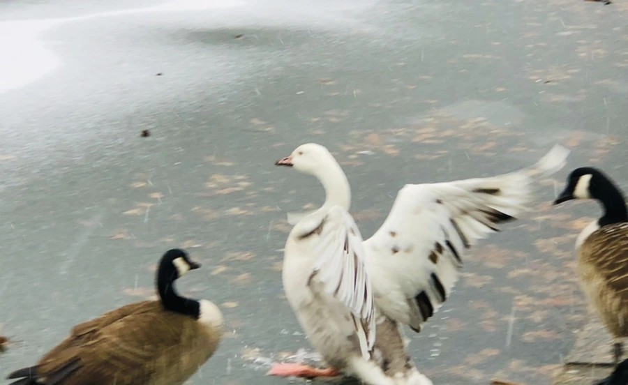 IMG_6006.jpg?type=w966