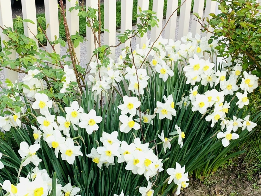 IMG_3599.jpg?type=w966