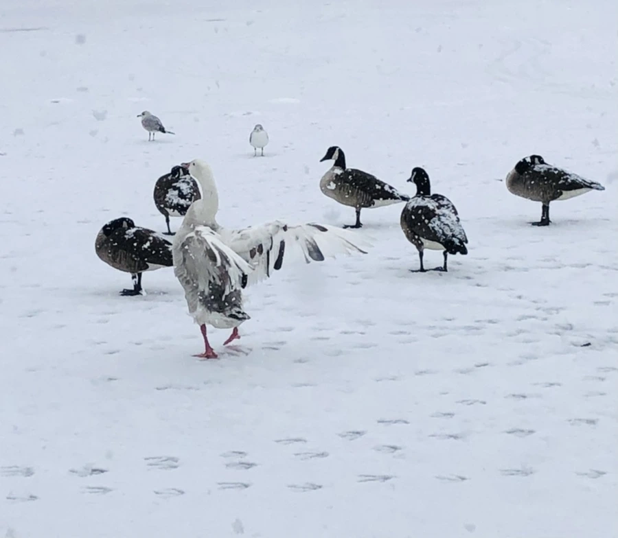 IMG_4153.jpg?type=w966