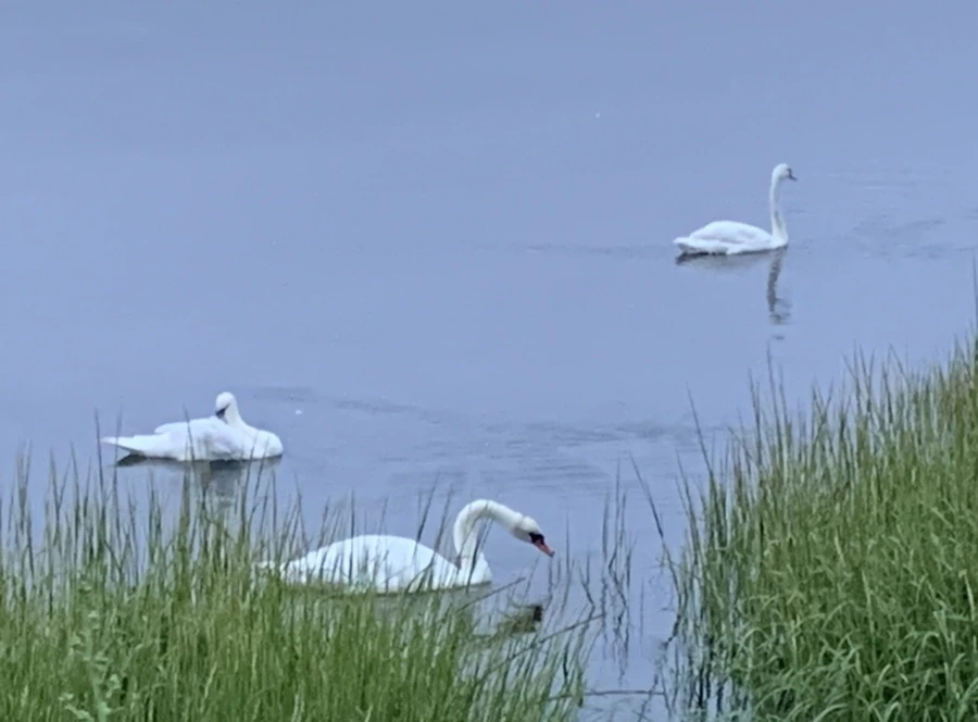 IMG_6634.jpg?type=w966