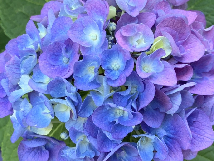 IMG_8316.jpg?type=w966