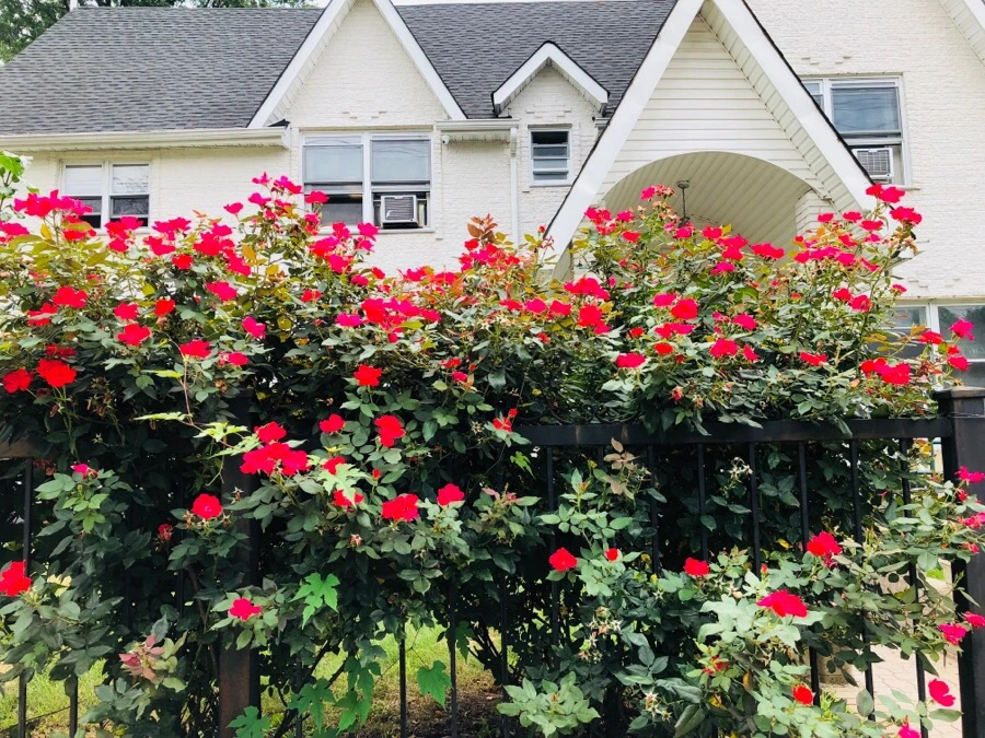 IMG_1575.jpg?type=w966