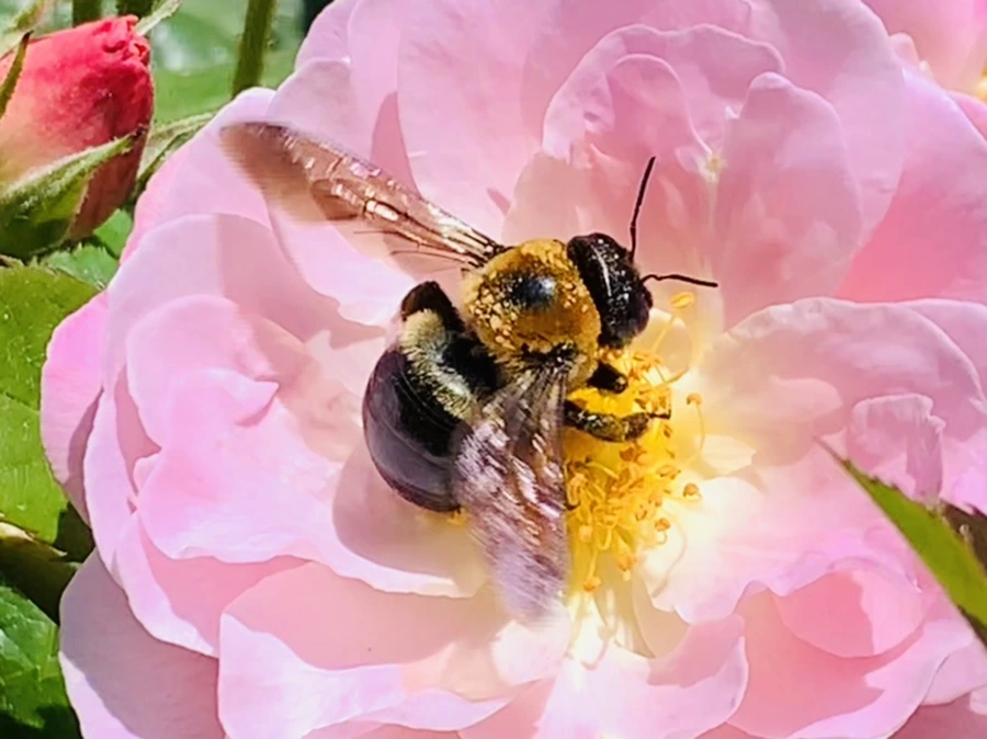 IMG_6764.jpg?type=w966