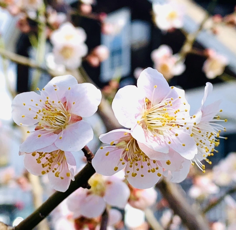 IMG_0992.jpg?type=w966