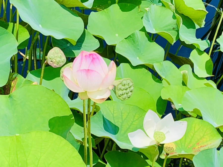 IMG_5332.jpg?type=w966