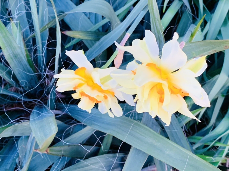 IMG_7437.jpg?type=w966