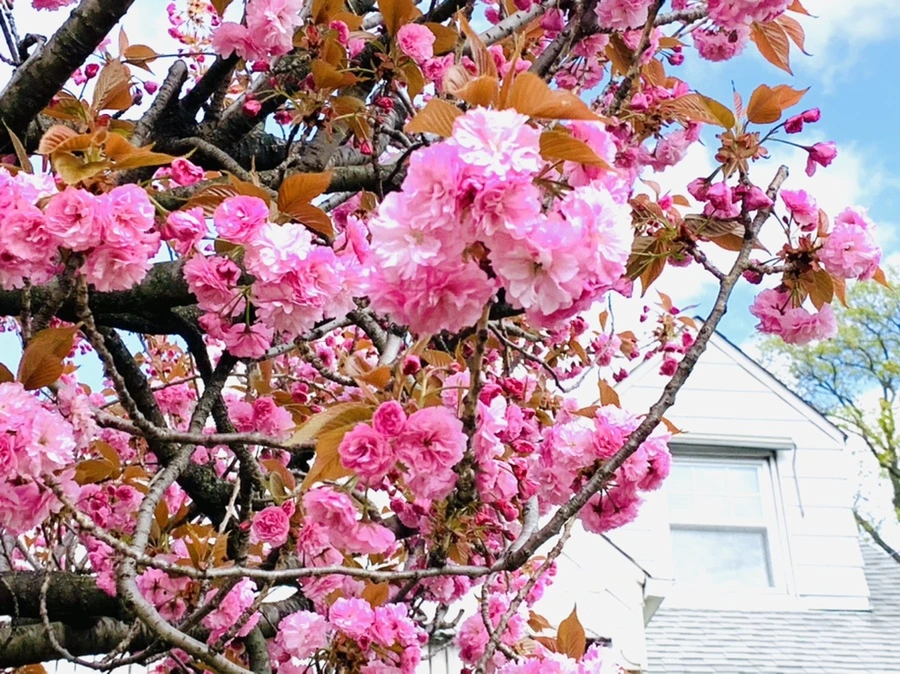 IMG_4330.jpg?type=w966