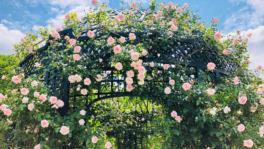 IMG_7186.jpg?type=w966