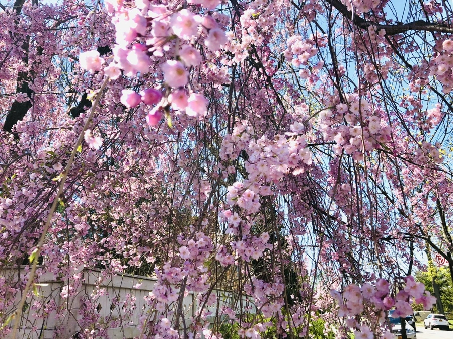 IMG_3045.jpg?type=w966