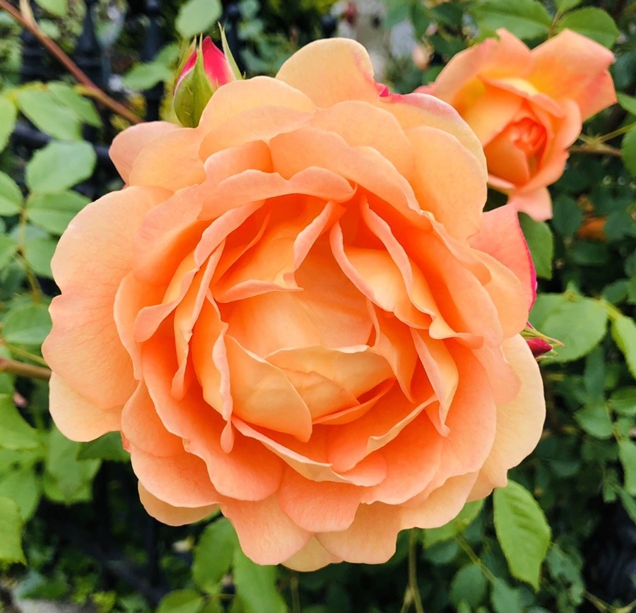 fWvAMIiEkgT3pxzT8EgncW7gU1U