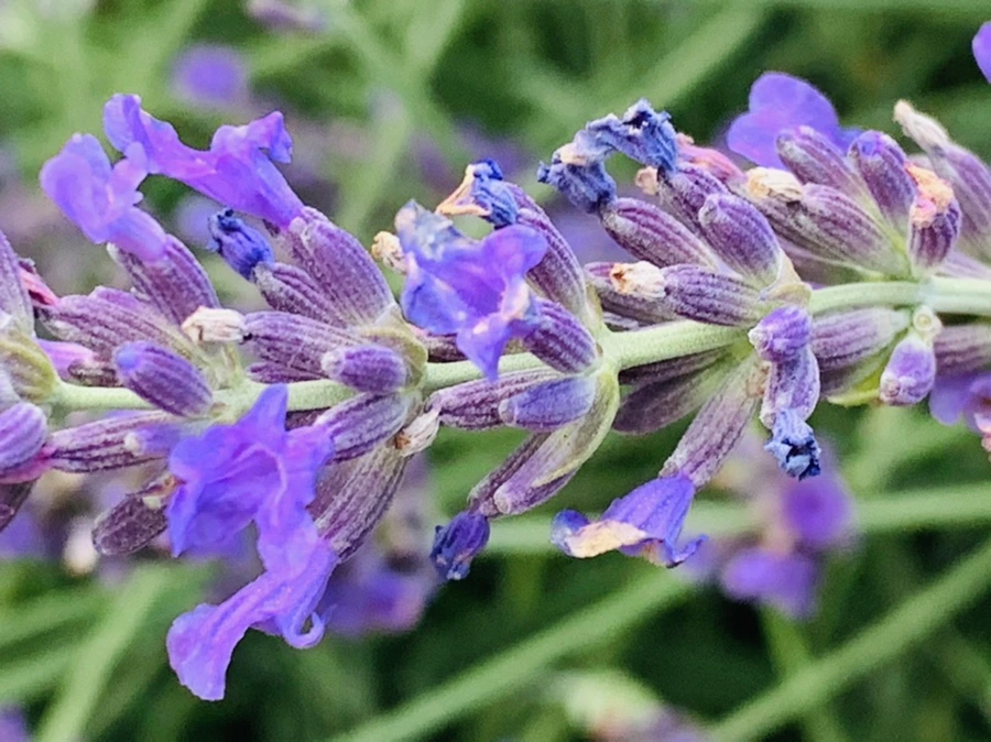 IMG_0869.jpg?type=w966