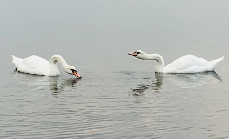 IMG_0306.jpg?type=w966