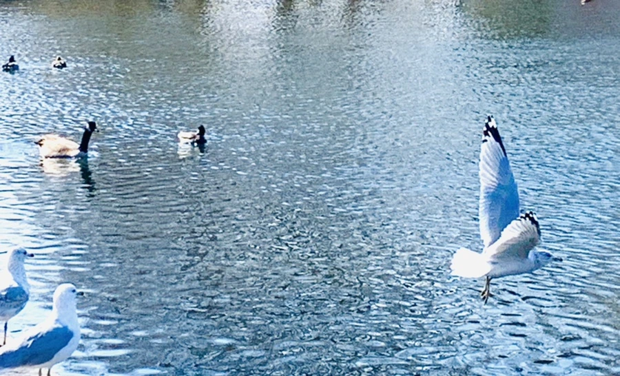 IMG_9362.jpg?type=w966