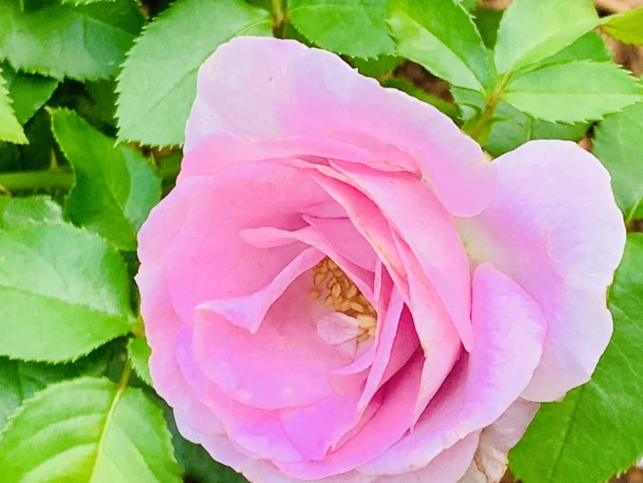 IMG_0523.jpg?type=w966