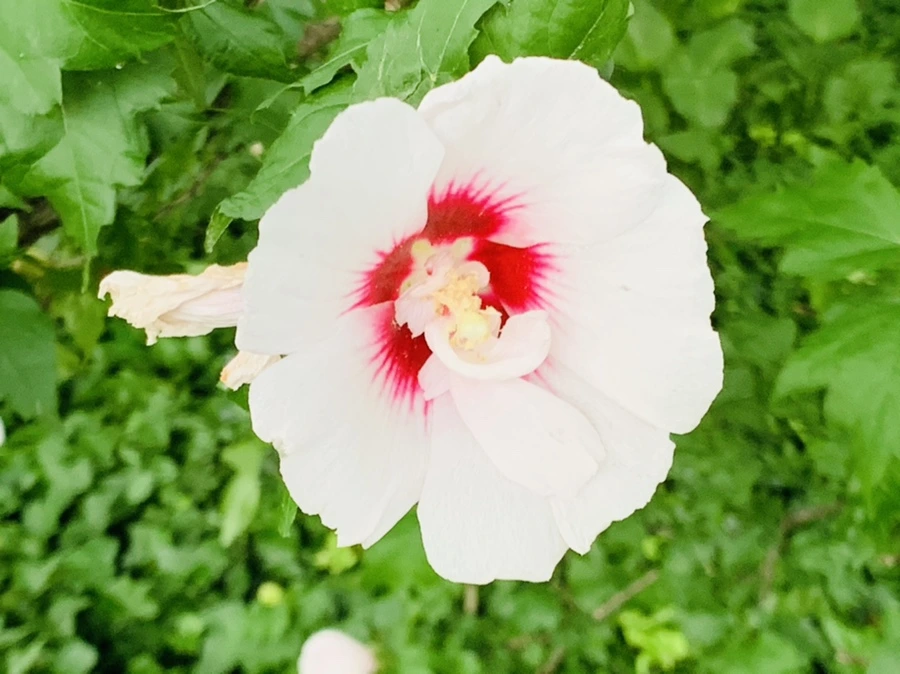 IMG_8779.jpg?type=w966