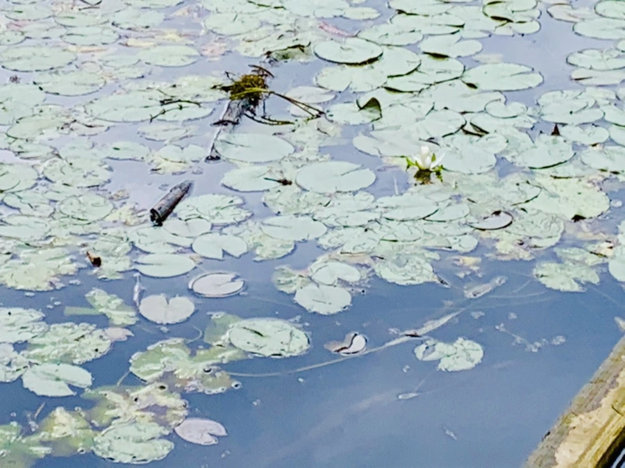 IMG_5246.jpg?type=w966