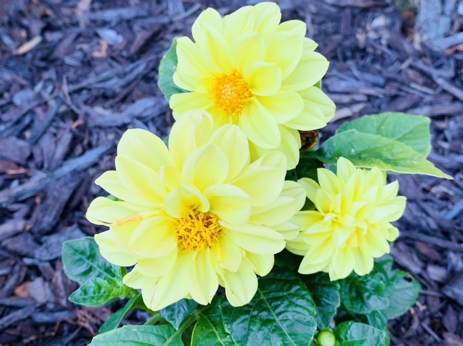 IMG_5234.jpg?type=w966