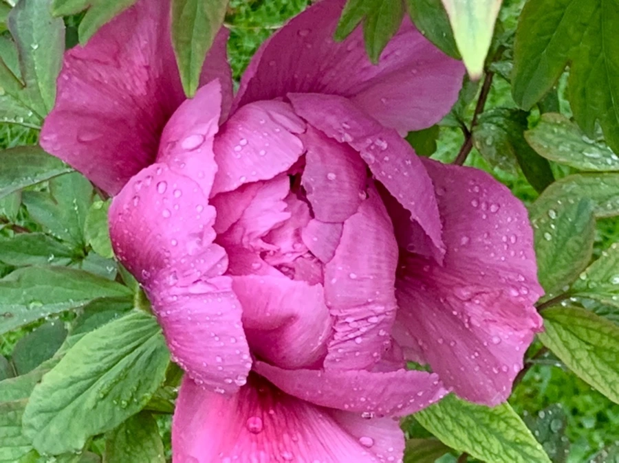 IMG_9397.jpg?type=w966